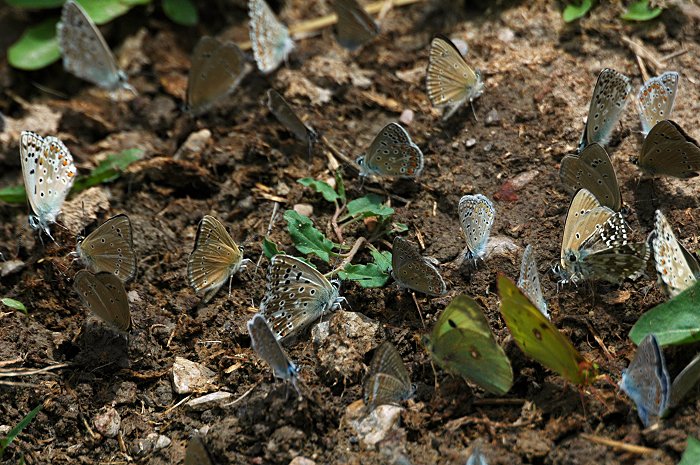 Eublemma ostrina